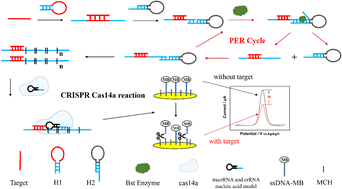 Graphical abstract: PER-CRISPR/Cas14a system-based electrochemical biosensor for the detection of ctDNA EGFR L858R
