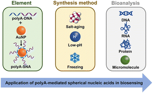 Graphical abstract: Construction and bioanalytical applications of poly-adenine-mediated gold nanoparticle-based spherical nucleic acids