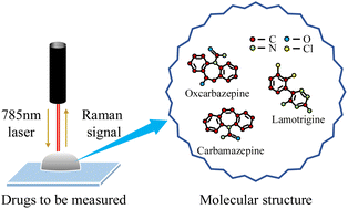 Graphical abstract: Antiepileptic drug concentration detection based on Raman spectroscopy and an improved snake optimization-convolutional neural network algorithm