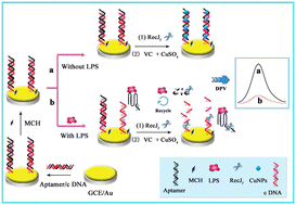 Graphical abstract: Electrochemical aptasensor based on DNA-templated copper nanoparticles and RecJf exonuclease-assisted target recycling for lipopolysaccharide detection