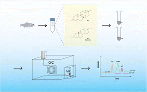 Graphical abstract: Simultaneous determination of methyltestosterone and its metabolite in fish by gas chromatography-mass spectrometry