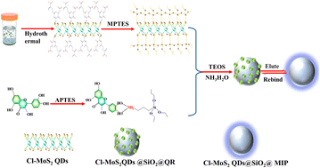 Graphical abstract: Chlorine-doped MoS2 quantum dots embedded in a molecularly imprinted polymer for highly selective and sensitive optosensing of quercetin