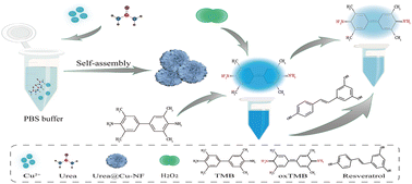 Graphical abstract: A novel copper-based nanozyme: fabrication and application for colorimetric detection of resveratrol