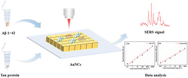 Graphical abstract: Self-assembly of Au nanocubes for ultrasensitive detection of Alzheimer's disease biomarkers by SERS