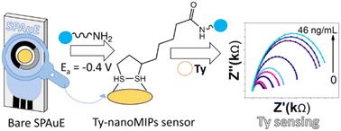 Graphical abstract: An impedimetric sensor based on molecularly imprinted nanoparticles for the determination of trypsin in artificial matrices – towards point-of-care diagnostics