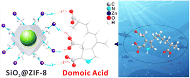 Graphical abstract: A solid phase extraction column based on SiO2@ZIF-8 for efficient analysis of domoic acid toxins in the seawater environment: experiments and DFT calculations on adsorption behaviour
