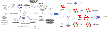 Graphical abstract: Non-immobilized GO-SELEX screening of aptamers against cyclosporine A and its application in a AuNPs colorimetric aptasensor