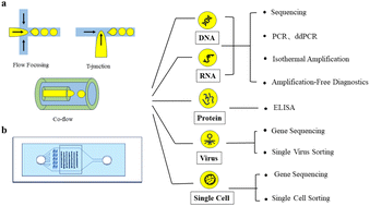 Graphical abstract: The development of droplet-based microfluidic virus detection technology for human infectious diseases