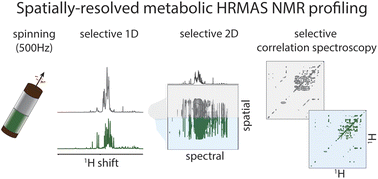 Graphical abstract: High-resolution magic-angle spinning NMR metabolic profiling with spatially localized spectroscopy under slow sample spinning