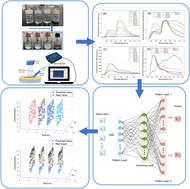 Graphical abstract: Mineral oil emulsion species and concentration prediction using multi-output neural network based on fluorescence spectra in the solar-blind UV band