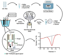 Graphical abstract: Highly reproducible electrochemical biosensor for Influenza A virus towards low-resource settings