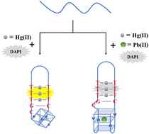 Graphical abstract: Development of a split G-quadruplex and DAPI-based fluorescent probe for Hg(ii) and Pb(ii) ions detection