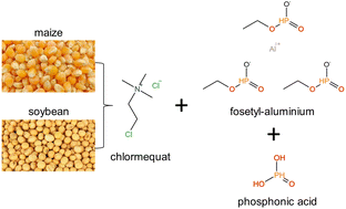 Graphical abstract: The determination of underivatized chlormequat, fosetyl-aluminium and phosphonic acid residues in maize and soybean by LC-MS/MS