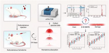 Graphical abstract: Extrapolation study for determining the time since injury in a rat subcutaneous hematoma model utilizing ATR-FTIR spectroscopy