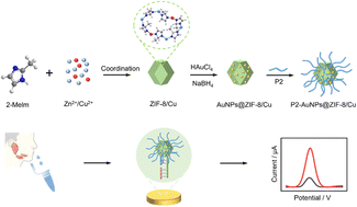 Graphical abstract: Cu2+-doped zeolitic imidazolate frameworks and gold nanoparticle (AuNPs@ZIF-8/Cu) nanocomposites enable label-free and highly sensitive electrochemical detection of oral cancer-related biomarkers