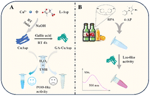 Graphical abstract: Modulation of the enzyme-like activity of CuAsp nanozyme by gallic acid and the selective detection of bisphenol A in infant food packaging