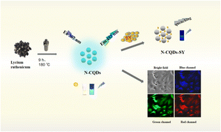 Graphical abstract: Nitrogen-doped biomass-derived carbon dots for fluorescence determination of sunset yellow