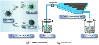 Graphical abstract: Selective purification and rapid quantitative detection of spores using a “stepped” magnetic flow device
