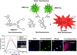 Graphical abstract: A lysosome-targeted fluorescent probe based on a BODIPY structure for Cys/Hcy detection