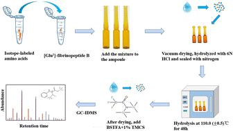 Graphical abstract: Determination of [Glu1]-fibrinopeptide B purity by gas chromatography – isotope dilution mass spectrometry