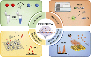 Graphical abstract: Recent progress on the CRISPR/Cas system in optical biosensors