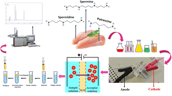 Graphical abstract: The selective extraction of dietary polyamines from chicken breast using the application of a lab-on-a-chip electromembrane and dispersive liquid–liquid microextraction followed by gas chromatography-mass spectrometry