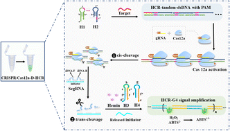 Graphical abstract: A colorimetric tandem combination of CRISPR/Cas12a with dual functional hybridization chain reaction for ultra-sensitive detection of Mycobacterium bovis