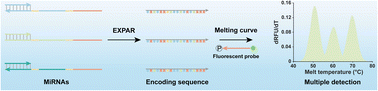 Graphical abstract: Programmable DNA barcode-encoded exponential amplification reaction for the multiplex detection of miRNAs