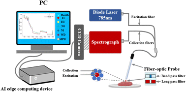 Graphical abstract: A deep learning method for multi-task intelligent detection of oral cancer based on optical fiber Raman spectroscopy