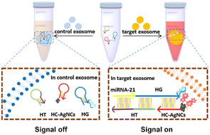 Graphical abstract: A label-free activatable biosensor for in situ detection of exosomal microRNAs based on DNA-AgNCs and hairpin type nucleic acid probes