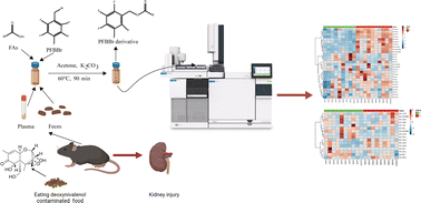 Graphical abstract: A complementary method with PFBBr-derivatization based on a GC-EI-MS platform for the simultaneous quantitation of short-, medium- and long-chain fatty acids in murine plasma and feces samples