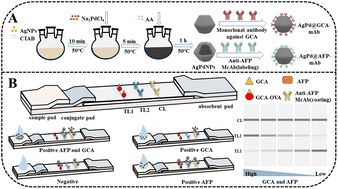 Graphical abstract: An AgPd NP-based lateral flow immunoassay for simultaneous detection of glycocholic acid and alpha-fetoprotein
