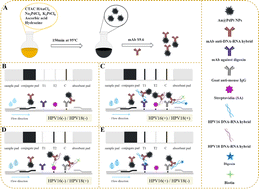 Graphical abstract: Rapid immunoassay for dual-mode detection of HPV16 and HPV18 DNA based on Au@PdPt nanoparticles
