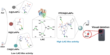 Graphical abstract: Boosting the LAC-like activity of tetrapeptide capped copper nanoparticle-based nanozymes for colorimetric determination of adrenaline