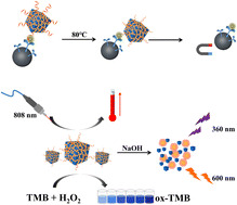 Graphical abstract: A multimode biosensor based on prussian blue nanoparticles loaded with gold nanoclusters for the detection of aflatoxin B1