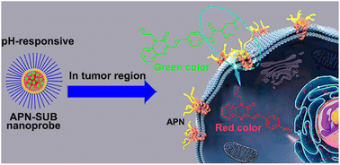 Graphical abstract: An aminopeptidase N-based color-convertible fluorescent nano-probe for cancer diagnosis
