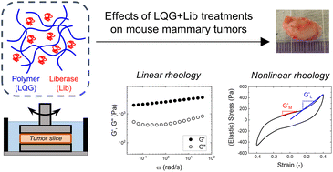 Graphical abstract: Linear and nonlinear rheology of liberase-treated breast cancer tumors