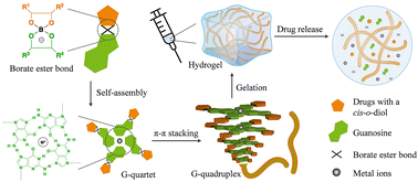Graphical abstract: A simple method for fabricating drugs containing a cis-o-diol structure into guanosine-based supramolecular hydrogels for drug delivery