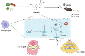 Graphical abstract: Quercetin alleviates nanoparticle-induced osteolysis via deactivating pyroptosis