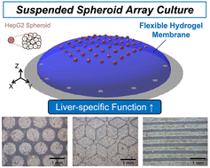 Graphical abstract: Construction of a spheroid array culture system on a suspended permeable hydrogel membrane scaffold for improving the expression of a liver-specific drug-metabolizing enzyme of HepG2 cells