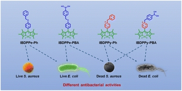 Graphical abstract: Structural optimization of BODIPY photosensitizers for enhanced photodynamic antibacterial activities