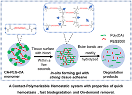 Graphical abstract: A contact-polymerizable hemostatic powder for rapid hemostasis