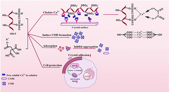 Graphical abstract: Synergistic inhibition of calcium oxalate crystal formation and synergistic protection of HK-2 cells from crystal damage by sulfated Laminarin polysaccharide and potassium citrate