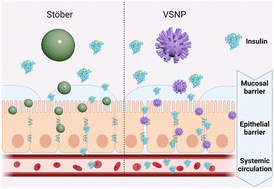 Graphical abstract: Virus-like silica nanoparticles enhance macromolecule permeation in vivo