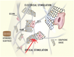 Graphical abstract: A tissue-engineered neural interface with photothermal functionality