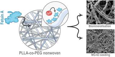 Graphical abstract: Fetuin A functionalisation of biodegradable PLLA-co-PEG nonwovens towards enhanced biomineralisation and osteoblastic growth behaviour