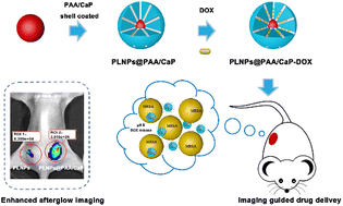 Graphical abstract: Mesoporous polyacrylic acid/calcium phosphate coated persistent luminescence nanoparticles for improved afterglow bioimaging and chemotherapy of bacterial infection