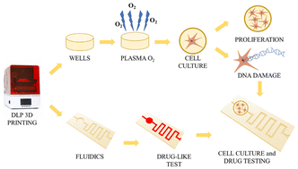 Graphical abstract: 3D printable acrylate polydimethylsiloxane resins for cell culture and drug testing