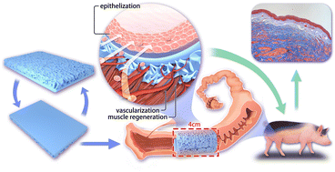 Graphical abstract: Vaginal reconstruction with a double-sided biomembrane—a preclinical experimental study on large animals