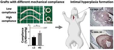 Graphical abstract: In vivo evaluation of compliance mismatch on intimal hyperplasia formation in small diameter vascular grafts